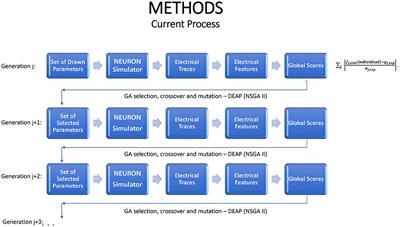 Statistical Emulation of Neural Simulators: Application to Neocortical L2/3 Large Basket Cells
